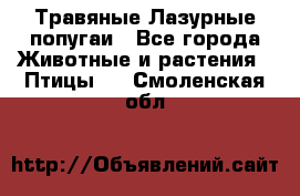 Травяные Лазурные попугаи - Все города Животные и растения » Птицы   . Смоленская обл.